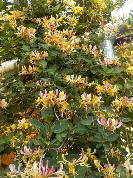  - lonicera
