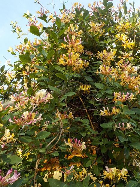 - lonicera
