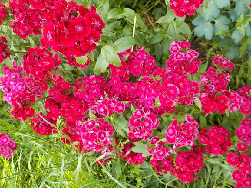  - dianthus