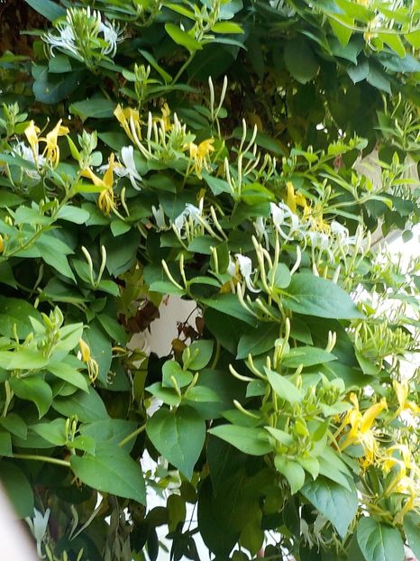  - lonicera