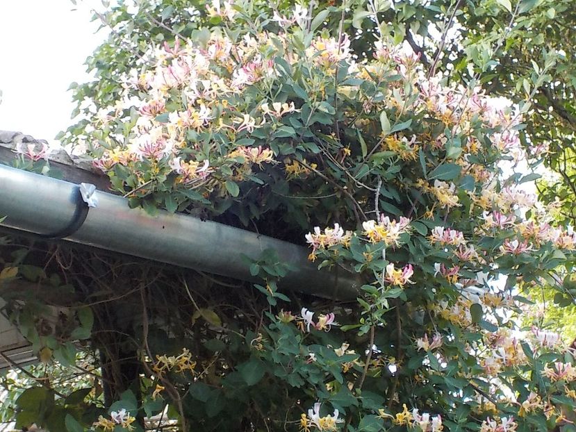  - lonicera