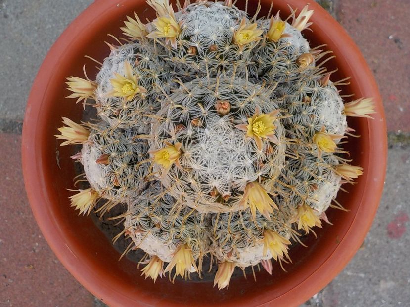  - mammillaria duwei