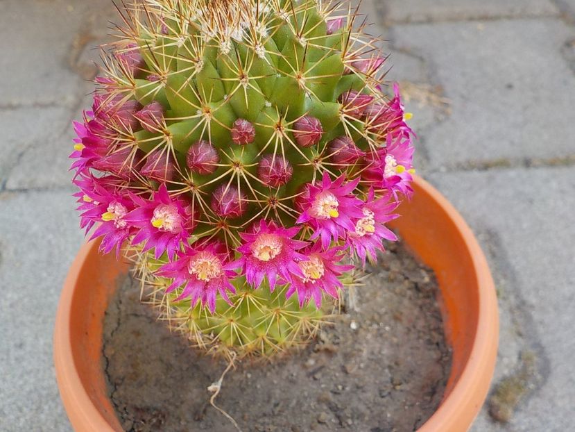  - Genul Mammillaria