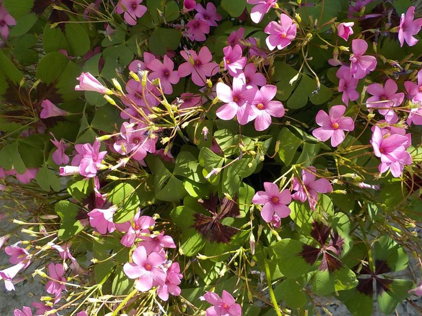  - oxalis