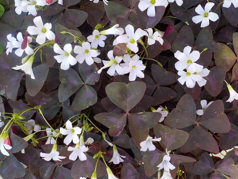  - oxalis triangularis