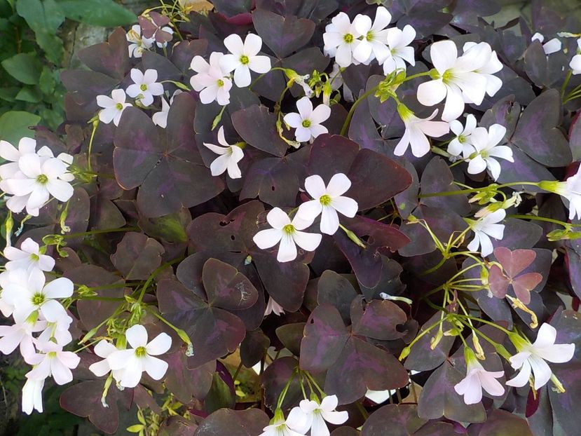  - oxalis