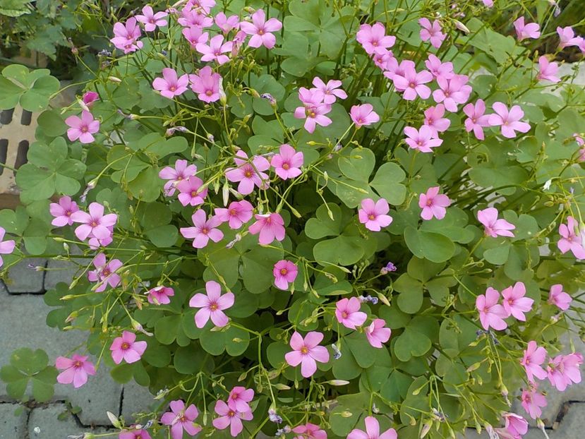  - oxalis rubra