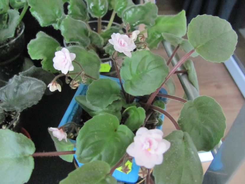  - Rob S Vanilla Trail