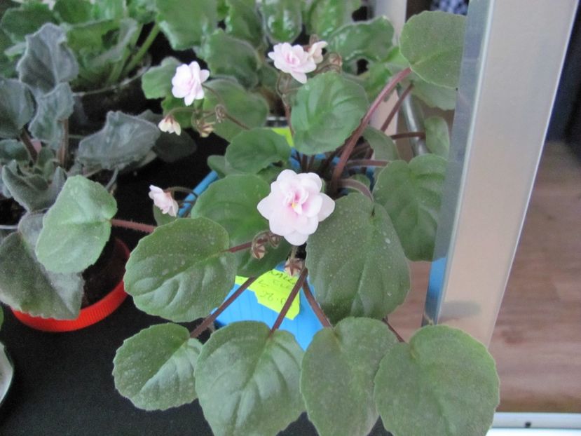  - Rob S Vanilla Trail