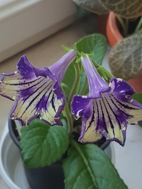 thumbnail (56) - STREPTOCARPUSII MEI 2018
