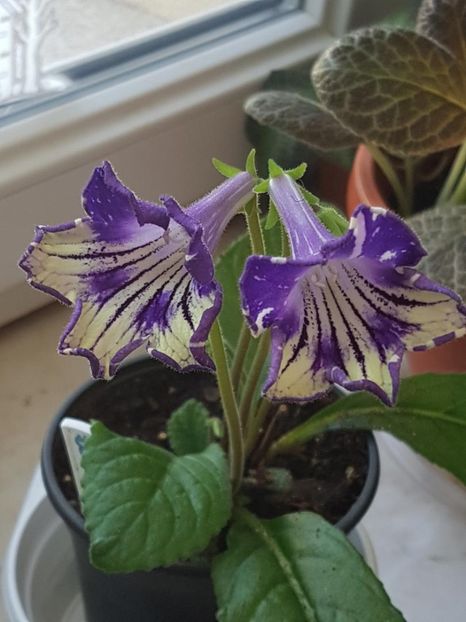 thumbnail (57) - STREPTOCARPUSII MEI 2018