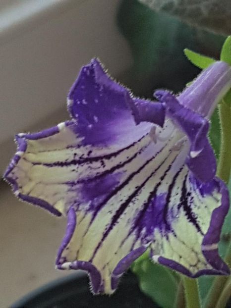 thumbnail (58) - STREPTOCARPUSII MEI 2018