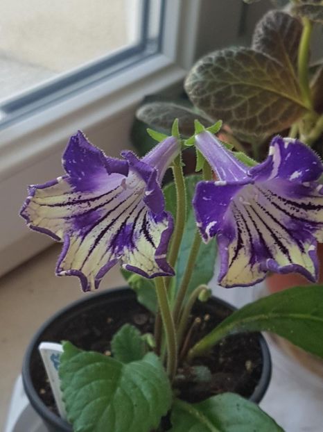thumbnail (60) - STREPTOCARPUSII MEI 2018