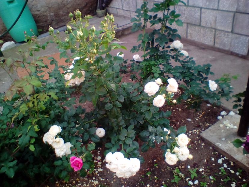 31 05 2018 - Artemis