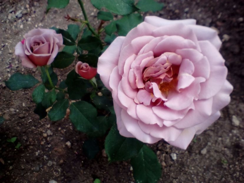 31 05 2018 - Koko Loco