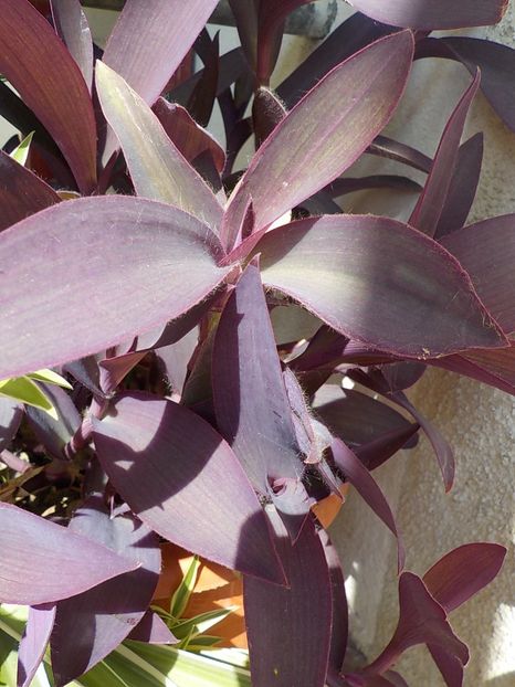  - tradescantia
