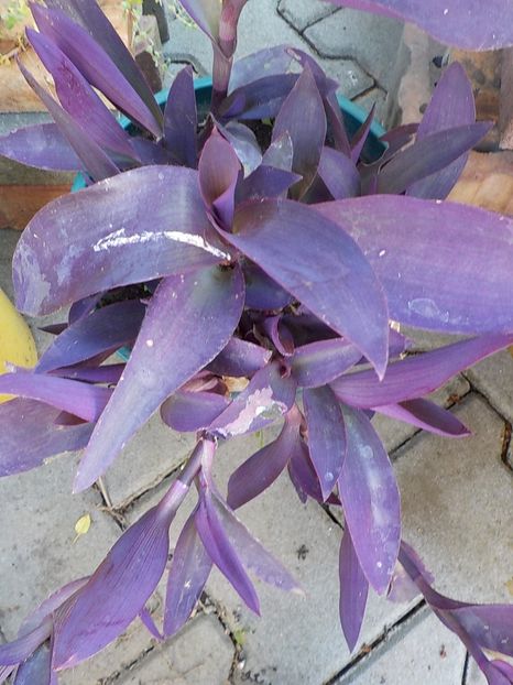  - tradescantia