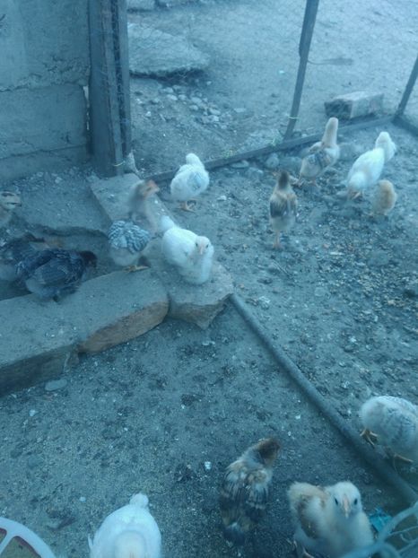 P_20180531_200440 - In asteptare 2k18