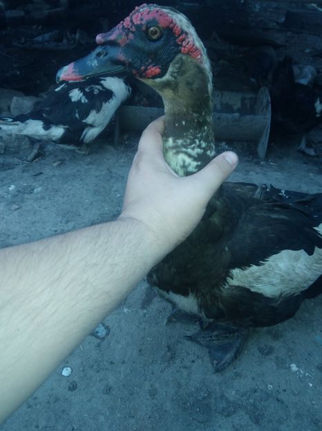 P_20180531_200725 - Rate lesesti