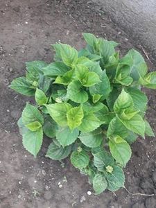 Hortensii 2018 - Hortensii