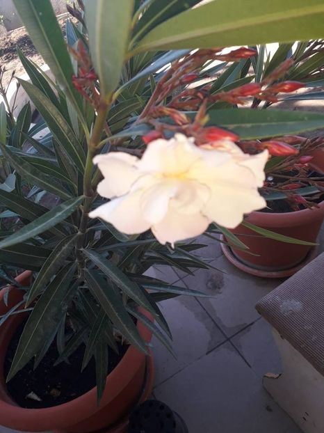 Prima floare de provence - Leandru de provence