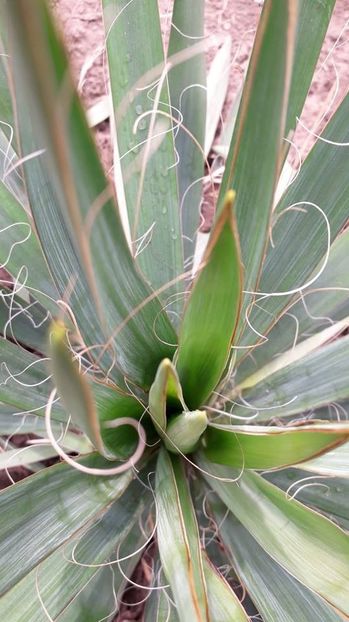  - Yucca