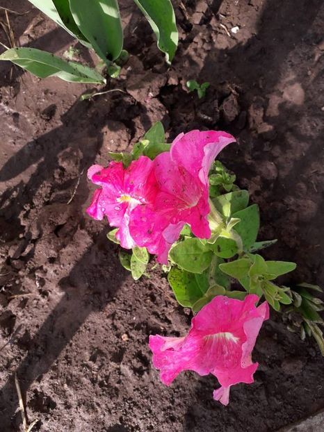  - De prin gradina