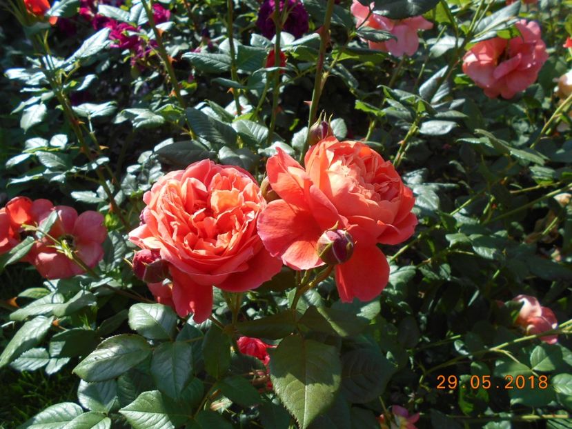 29.05.2018 - Summer Song