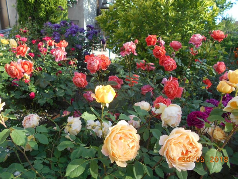 30.05.2018 - Summer Song