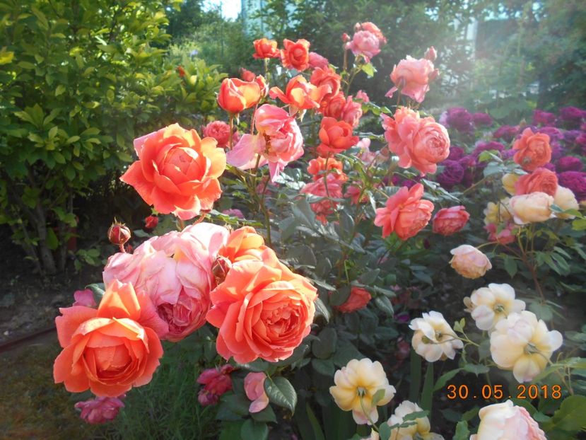 30.05.2018 - Summer Song