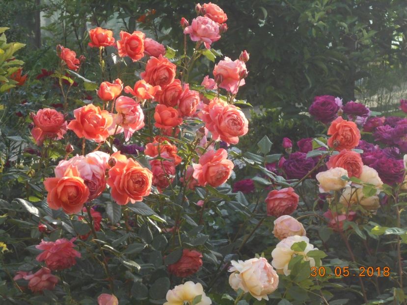 30.05.2018 - Summer Song