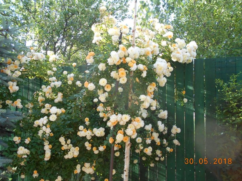  - Ghislaine de Feligonde