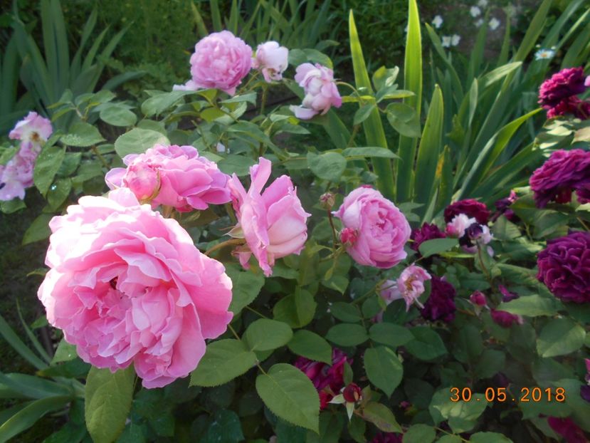 30.05.2018 - Mary Rose