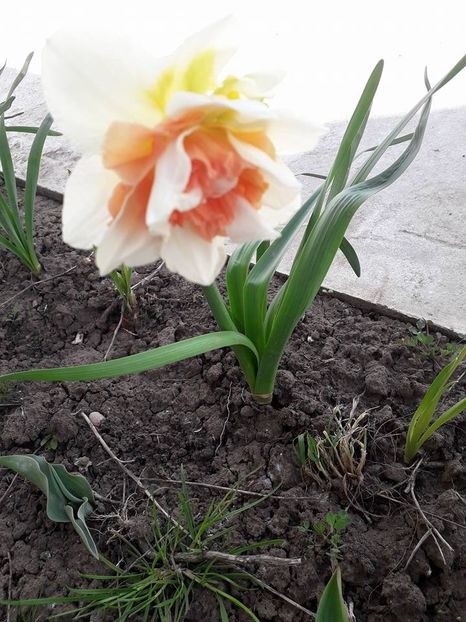  - De prin gradina