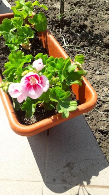 Muscata - De prin gradina