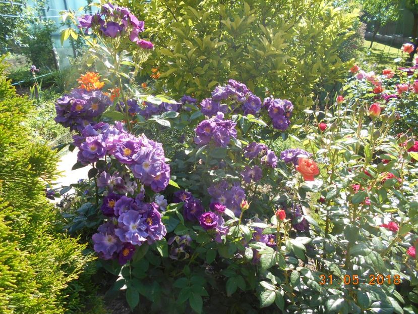 31.05.2018 - Rhapsody in blue