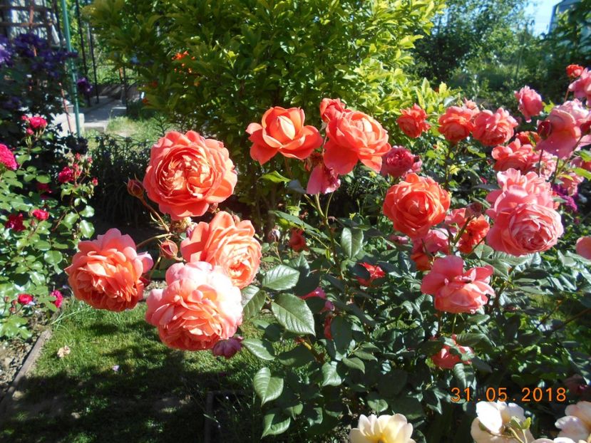 31.05.2018 - Summer Song