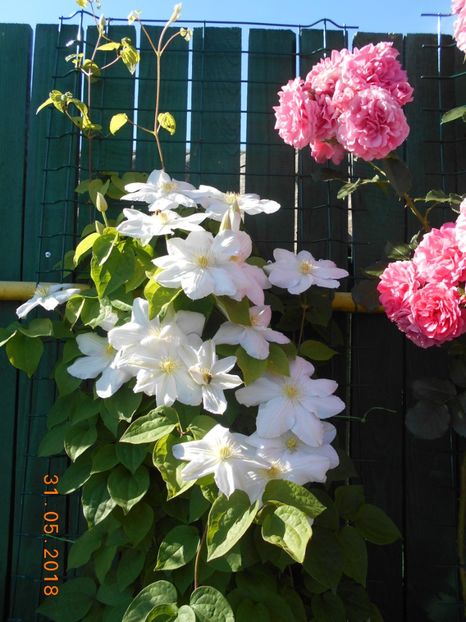  - 3Clematite2018