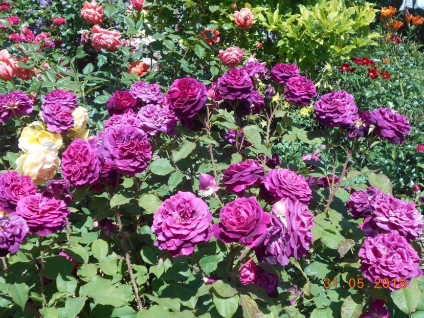 31.05.2018 - Munstead Wood