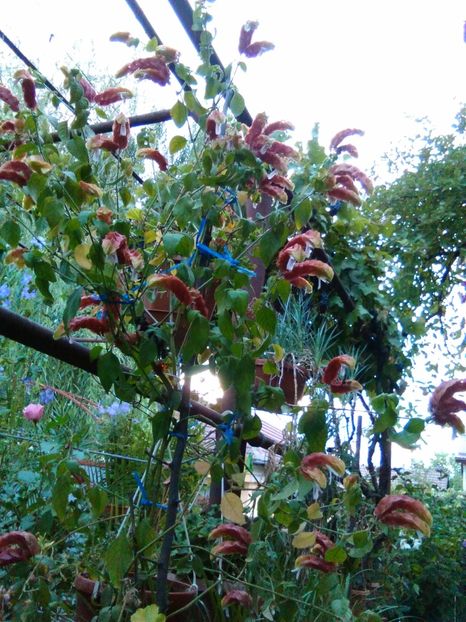 Beloperone(planta mea)-flori - alte flori 1