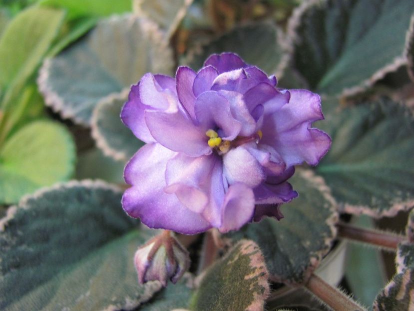  - ZZZBuckeye Blushing