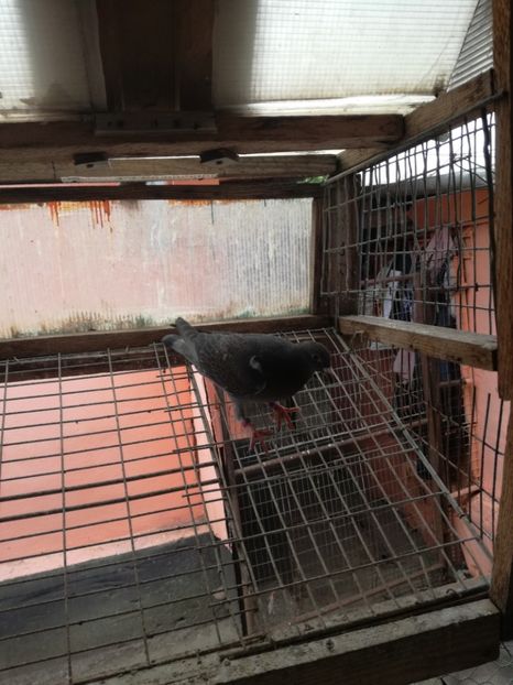  - 2018-Prima serie de pui