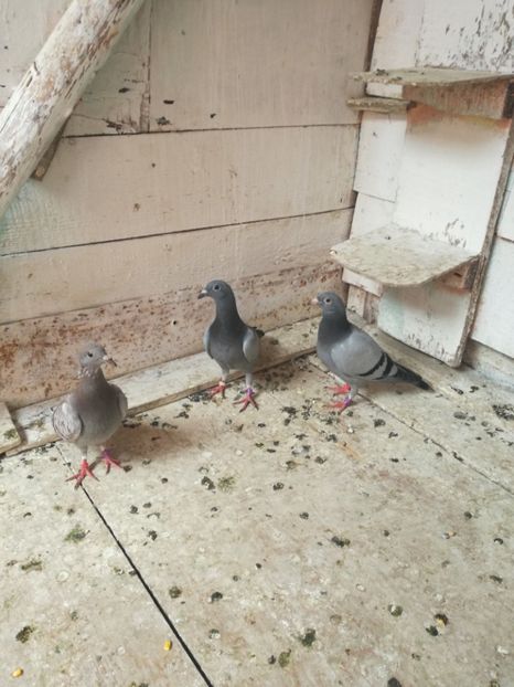  - 2018-Prima serie de pui