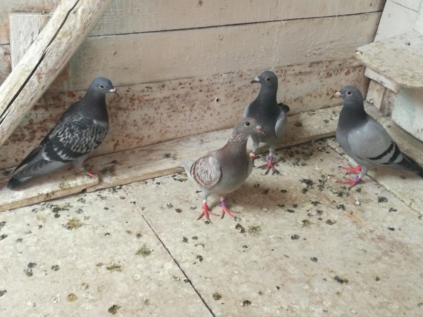  - 2018-Prima serie de pui