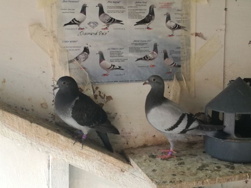  - 2018-Prima serie de pui