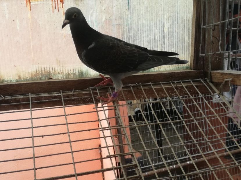  - 2018-Prima serie de pui