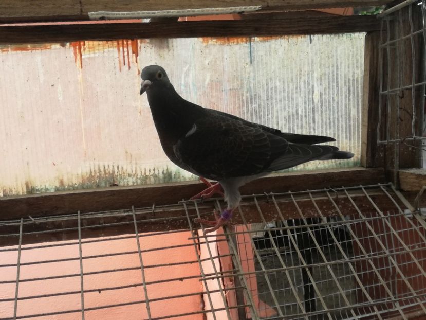  - 2018-Prima serie de pui