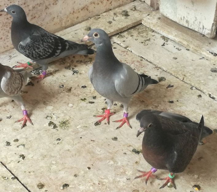  - 2018-Prima serie de pui