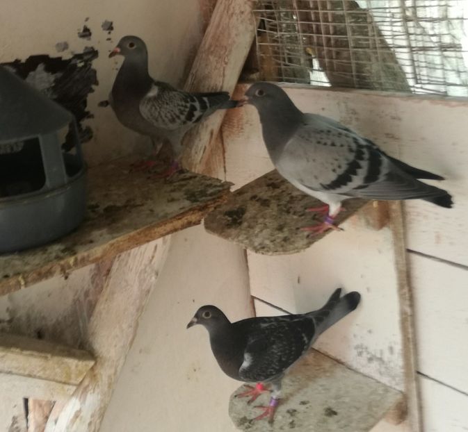  - 2018-Prima serie de pui