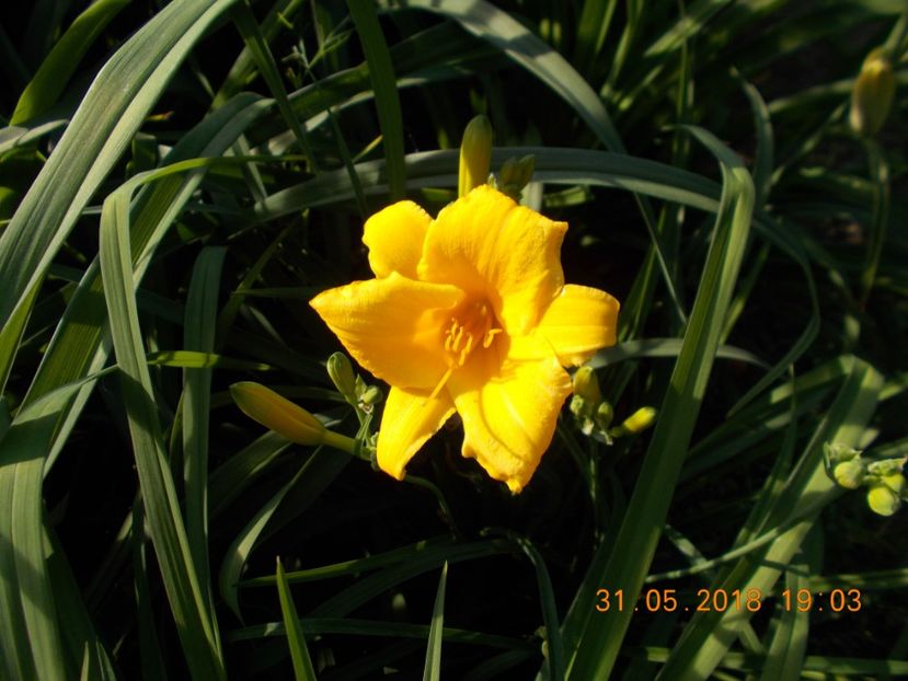 stella  d oro-1,7 - Hemerocallis 2018